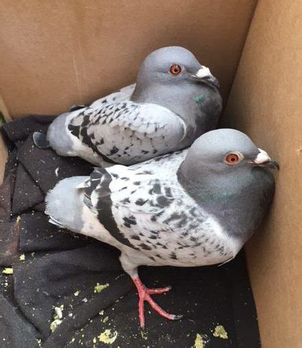 20-30 <b>pigeons</b> for <b>dog</b> <b>training</b> in central Minnesota. . Dog training pigeons for sale
